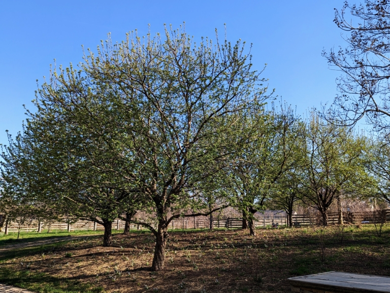 The Martha Stewart Blog : Blog Archive Early Spring Trees at My Farm ...