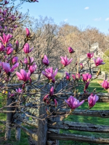 One of the earliest trees to flower here in spring is the magnolia. I have several pink, white, and creamy yellow magnolias. Magnolia is a large genus of about 210 flowering plant species in the subfamily Magnolioideae. It is named after French botanist Pierre Magnol.