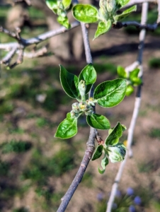 In spring, the apple trees' buds unfold, and newly formed leaves and pure white flowers begin to grow on the ends of the twigs.