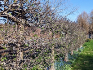 Across the carriage road are the beautiful Malus ‘Gravenstein’ espalier apple trees. I am hopeful we will have a very productive apple season this year.