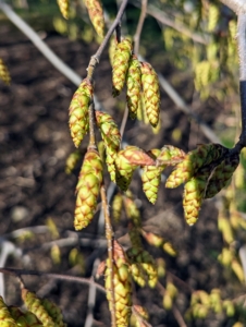 Hornbeam is monoecious, meaning male and female catkins, which appear before the leaves, are found on the same tree.