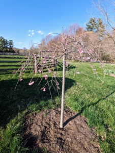 And here is a weeping Japanese cherry in pink. This was gifted to me last year and is now planted at the east end of my Boxwood Allée.