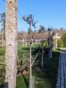 Here's another espalier of fruit trees. I purchased 10 espalier Asian pear trees and planted them outside my stable near my peafowl, and geese enclosures. Espalier refers to an ancient technique, resulting in trees that grow flat, either against a wall, or along a wire-strung framework. Many kinds of trees respond beautifully to the espalier treatment, but fruit trees, like apple and pear, were some of the earliest examples. These trees are all doing excellently.