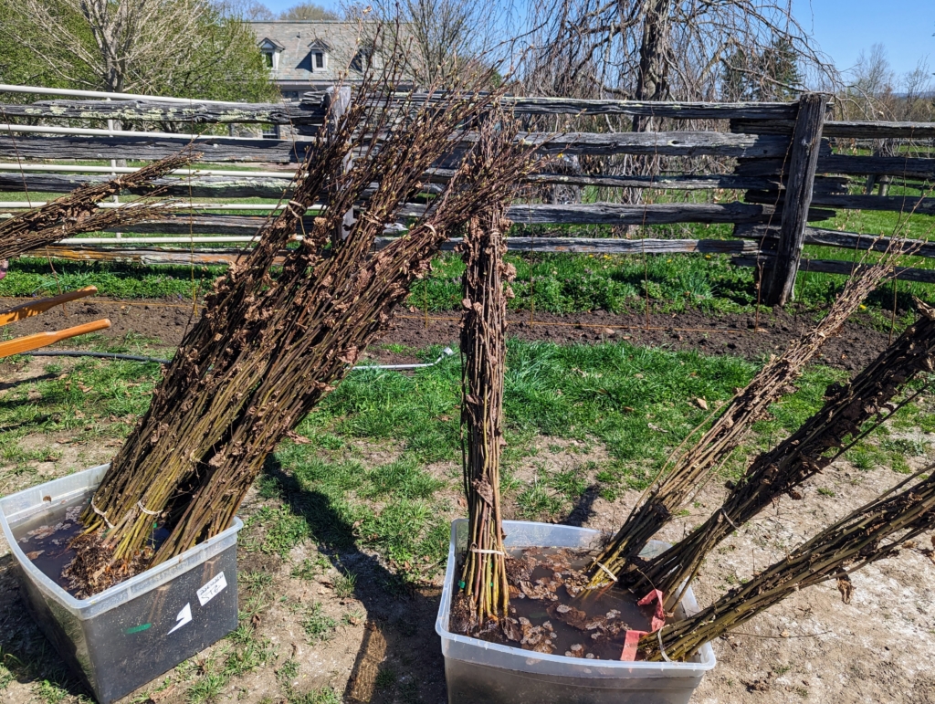 Planting a Hedge of European Hornbeams - The Martha Stewart Blog