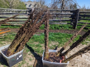 These are European hornbeam bare-root cuttings. Bare-root trees are so named because the plants are dug from the ground while they are dormant, and stored without any soil surrounding their roots. Once they arrived from JLPN, they were placed in tubs of water right away.