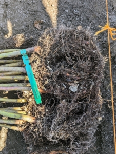 Hornbeams have taproots rather than a lot of roots close to the surface. This means the root systems grown down rather than out.