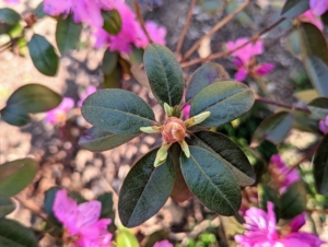 Leaves of most azaleas are solid green, with a roughly long football-shape. The length of azalea leaves ranges from as little as a quarter-inch to more than six inches. Here, one can also see the bud in the center.