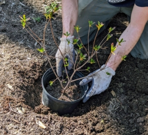 The potted plant is placed into the hole to ensure it is the right depth. Planting too deep could eventually cause bark deterioration at the soil line and kill the plant.