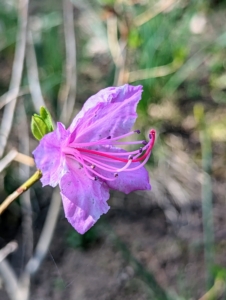 Right now, most of the azaleas are still bare of any flowers, but here is one of the first true azalea blooms of this season - such a lovely shade of pink.
