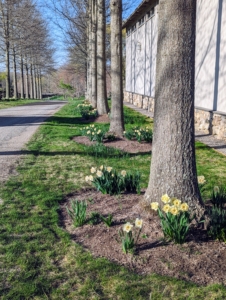 And underneath the majestic pin oaks in the allée and in the pits of the weeping willows is a variety of Narcissi named after me by Van Engelen Inc., a wholesale flower bulb company in Bantam, Connecticut.