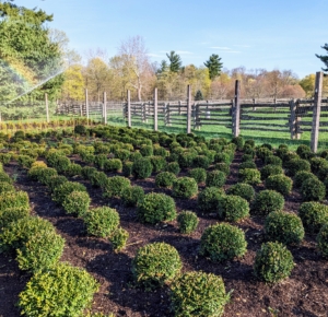 Some of the exisiting boxwood in this area is Buxus ‘Green Velvet’. This variety is a full-bodied boxwood well-suited for dense, low hedges. Its foliage also retains its rich green color throughout winter and develops a vigorous form.