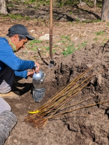 Pasang plants each specimen carefully, so it is straight and centered in the container. Then Pasang tamps down lightly after the pot is backfilled so there is good contact between the tree roots and the surrounding soil.