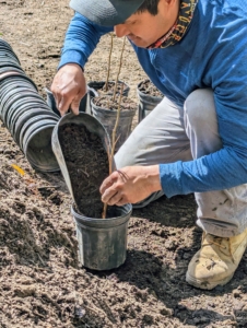 Each bare-root cutting is placed into an appropriately sized pot. The root section should fit into the pot without bing crowded at the bottom. Healthy bare-root trees get off to a more vigorous start because their abundant, roots have already had a chance to develop unrestricted.