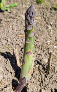 Asparagus are edible shoots, commonly called spears that rise early in the spring from underground stems called crowns. This asparagus is growing in my flower cutting garden now, where the plants are already about 10-years old and well established.