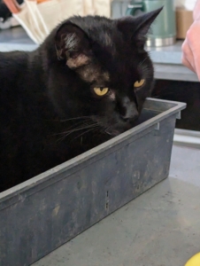 And here's Blackie, everyone's favorite black greenhouse cat. He loves watching Ryan work in the head house.
