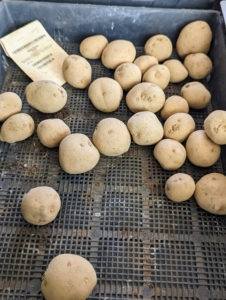 Some potato varieties are small enough and don't have to be cut. These are Satina potatoes - oval round tubers with smooth texture, yellow flesh, and yellow toned thin, smooth skin. The eyes on Satina potatoes are also shallow.