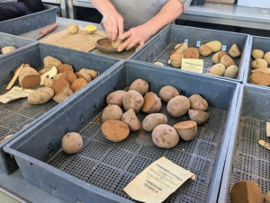 Each variety is kept in a separate tray with its identifying tag. Ryan goes through each bag and assesses which potatoes need cutting and coating.