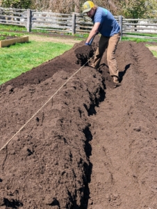 Here, Brian begins digging the trenches for the asparagus plants. Depth of planting is critical. If too shallow, the plants will produce a large number of small spears. If planted too deep, the spears will be large, but few in number. Brian digs furrows that are at least eight-inches deep and a foot wide.