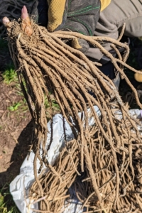 These are the long asparagus roots. Asparagus roots grow very deep because they can survive very long in the soil.