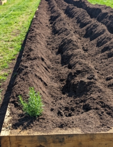 There are four long rows dug in this bed - at least 18 inches apart. Next, it's time to plant.