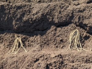 The crowns are placed about a foot apart. The root systems need lots of room to grow. The crown and root system can develop to an enormous size - about five to six feet in diameter and 10 to 15 feet deep.