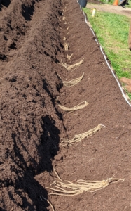 Here they are lined up in the trench.