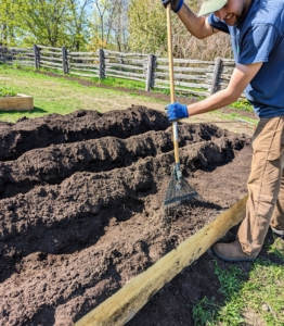 Brian is careful to backfill, so the splayed asparagus roots are not disturbed.