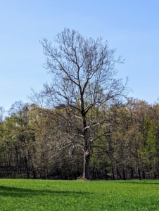 I have tens of thousands of trees here at my farm. In fact, I made this old and beautiful sycamore the symbol of Cantitoe Corners. It stands tall and majestic in the back hayfield where I can see it every time I tour the property.