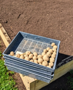 The next day, all the potatoes are brought out to the garden. If you follow me on Instagram @MarthaStewart48, you may have seen some photos of my giant new vegetable garden. Wait until you see the entire building process on an upcoming episode of "Martha Gardens" exclusively on the Roku Channel.