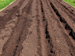 There are four long trenches that run the entire length of each bed and are about five to six inches deep. Potatoes can be planted in cooler soils at least 40-degrees Fahrenheit.