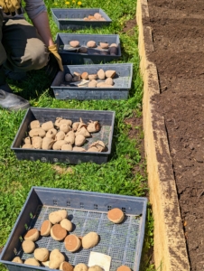Here, Ryan lines up the trays next to where each potato variety will be planted. The potato is a starchy, tuberous crop from the perennial nightshade Solanum tuberosum.