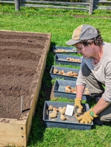 Ryan starts at one end and places the potatoes into the trenches - one variety to each trench.