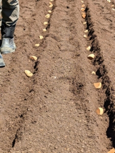Ryan makes sure there is equal spacing between each one. Potatoes perform best in soil with pH levels 4.8 to 5.5. Potatoes are easy to grow as long as they have access to full sun and moderate temperatures.