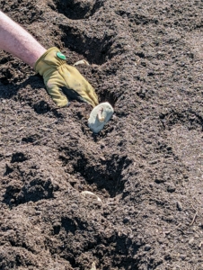 Then he pushes each one into the soil with eyes faced up and cut sides down. When selecting seed potatoes, avoid planting those from supermarkets in case they were treated by sprout inhibitors.