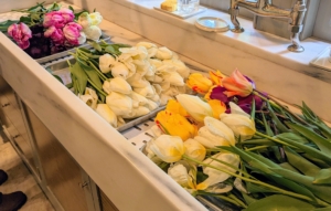 Right away, the cut flowers are brought into the servery where they can be trimmed and placed into vases. There are currently more than 3,000 registered varieties of tulips - separated in about 15 divisions based on shape, form, origin, and bloom time.