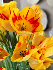 These yellow tulips with bright red streaks are striking for cut arrangements.