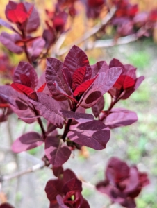 Nearby, the Cotinus are leafing out, too. Cotinus, the smoketree, or smoke bush, is a genus of two species of flowering plants in the family Anacardiaceae, closely related to the sumacs. Their smooth, rounded leaves come in exceptional shades of deep purple, clear pinkish-bronze, yellow, and green.