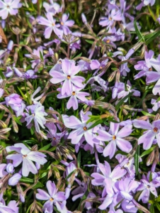Also growing in a nearby bed is phlox. Some flower in spring, others in summer and fall. Flowers may be pale blue, violet, pink, or white.
