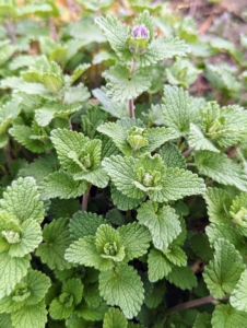Catnip is a member of the mint family. I grow catnip in a few different areas around the farm. It is an aggressive herb, so it spreads very quickly. Cats love the smell of the essential oil in the plants’ stems and leaves. I dry a big batch of catnip every year for my dear kitties.