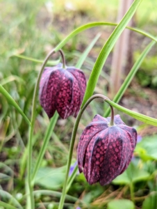 Commonly known as The Guinea Hen Flower, The Checkered Lily or The Snake’s Head Fritillary, Fritillaria meleagris is an heirloom species dating back to 1575. It has pendant, bell-shaped, checkered and veined flowers that are either maroon or ivory-white with grass-like foliage intermittently spaced on its slender stems.