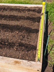 For the leeks, the rows should be at least 12-inches apart. This bed is able to accommodate four long rows equally spaced.