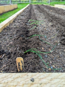 Similar to leeks and onions, shallots are flavor-building vegetables in the allium family. Here, they are placed in a separate bed where they should be planted - at least four-inches apart.