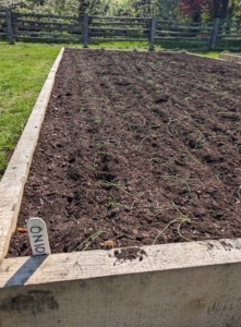 All the onions, shallots, and leeks are planted. Next, they'll all get a good drink of water. There is still lots to plant, but this new garden is already looking so excellent. We're all looking forward to our first bounty of fresh vegetables.