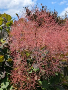 In fact, the name “smoke bush” comes from this – the billowy hairs attached to the flower clusters which remain in place through the summer, turning a smoky pink to purplish-pink. I have many smoke bushes around the farm.
