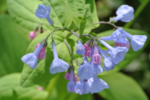Mertensia virginica, or Virginia bluebell, is a perennial that is native to North America. Its buds are actually pink, but the flowers are blue. They can grow in any garden and bloom in early to mid spring and continue blooming through early to mid summer. Mertensia virginica will grow to a height of 18 to 24 inches tall, so they’re great naturalization plants for use behind other, smaller ones. They do best in peaty, sandy soil, but once planted, they require very little maintenance.