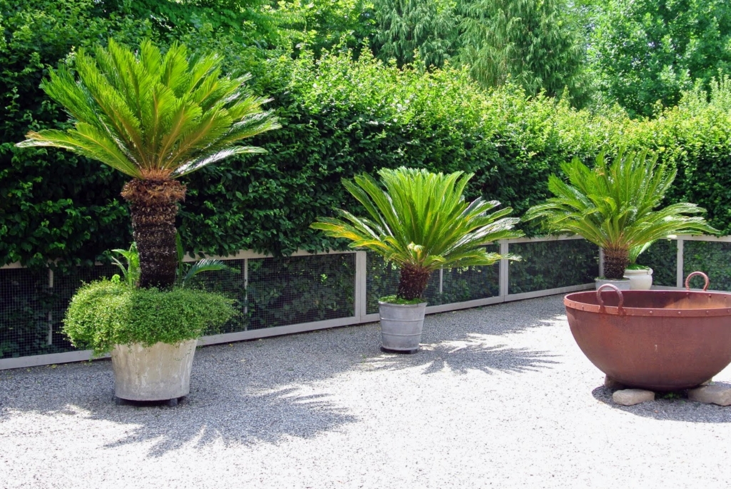 Potting and Displaying Sago Palms Around the Farm The Martha Stewart Blog