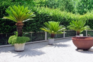In warmer weather, I display these and other tropical plants around the farm. This photo taken a couple years back shows large sago palms in my Winter House courtyard.