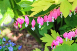 Dicentra spectabilis, or bleeding heart, is a genus of eight species of herbaceous plants with oddly shaped flowers that look very similar to hearts. These flowers are native to eastern Asia and North America. The flowers have two tiny sepals and four petals. They are also bisymmetric, meaning the two outer petals are pouched at the base and curved outwards at the tip. They are shade loving woodland plants that bloom in the cool of spring and stay in bloom for several weeks.