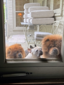Watching all the activity from the kitchen courtyard door are my four doggies, hoping to come back in, so they could maybe get a little bit of something...