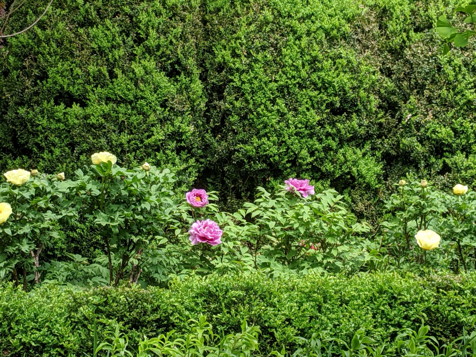 My Tree Peonies Are Blooming - The Martha Stewart Blog